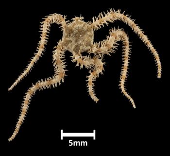 Media type: image;   Invertebrate Zoology OPH-3758 Description: Top of brittle star with a view of the disc.;  Aspect: dorsal